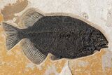 Green River Fossil Fish Mural With Diplomystus & Phareodus #254198-5